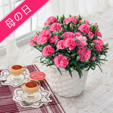 【5/6～9お届け　母の日】ホシファーム　カーネーション＆たまご村プリン