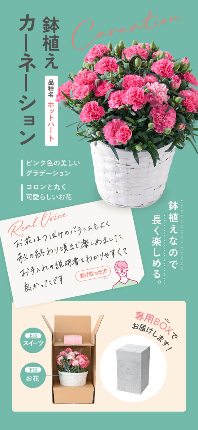 鉢植えカーネーション