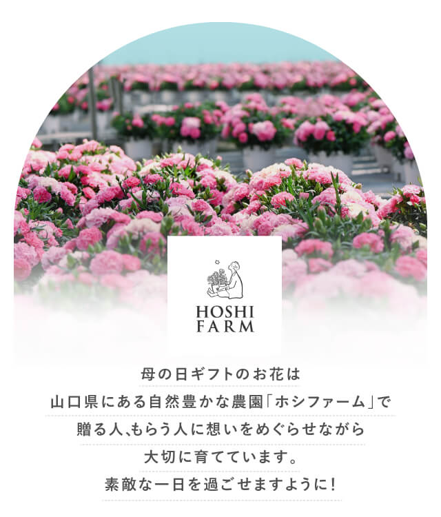 母の日ギフトのお花は農園「ホシファーム」で大切に育てています。